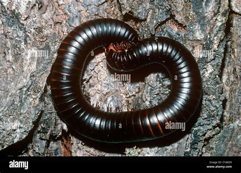  Archispirostreptus gigas: Un géant des sous-bois aux pattes innombrables qui aime la compagnie de ses semblables!