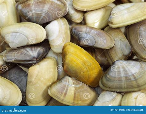  Donax – Un Coquillage Sauvage Qui Découvre La Joie de Se Nourrir dans le Sable !