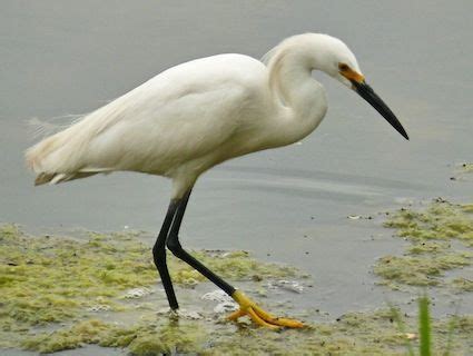  Egret: Avec un plumage blanc immaculé, découvrez cet oiseau aux pattes rouges étonnantes qui chasse avec patience dans les eaux peu profondes!