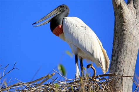  Jabiru:  Ce majestueux oiseau au plumage noir et blanc possède des habitudes alimentaires fascinantes !