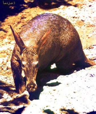  Oryctérope ! Un animal nocturne au pelage doux comme du velours qui creuse des terriers profonds