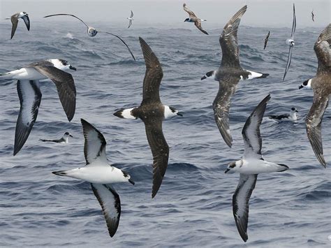  Pétrel-des-tempêtes: Un Oiseau Marin Endurant Qui Se Déplacera Sur des Milliers de Kilomètres Pour Obtenir Son Repas!