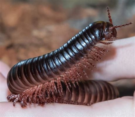  Urochorda: Une créature fascinante aux mille pattes qui se déplace avec grâce dans l'obscurité !