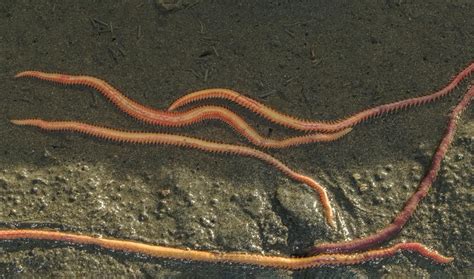  Bristleworm: Un Animal à la fois Lumineux et Creusé dans le Sable!