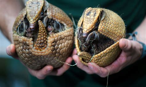  Demangeat! Une créature aux mille pattes qui roule en boule pour se protéger.