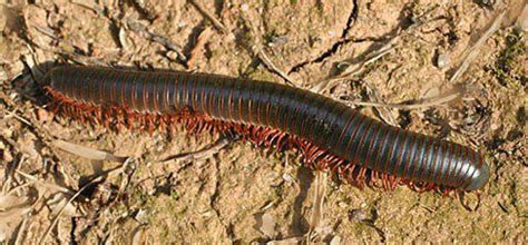  Gonyleptidae: Découverte des créatures à mille pattes qui ressemblent à des petites œuvres d'art ambulantes !