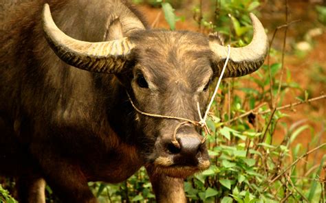  Le Kouprey! Un Mammifère Élusive Vivant en Harmonie avec les Grands Espaces Sauvages