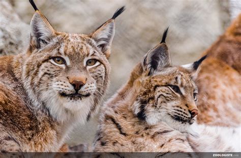  Le Lynx: Un Maître de la Discrètion Qui Parcourt les Bois Profonds avec une Grâce Féline Inébranlable!