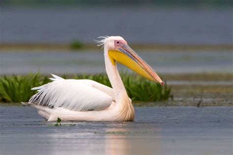  Le Pélican : Un Oiseau Qui Se Dresse Fièrement Sur Son Nid De Brins, Comme Un Roi Des Marais !