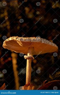  _Siderocystis_ : Un champignon sans chapeau ni pied, se nourrissant de bactéries comme un gourmand affamé !