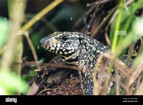  Tégu du Brésil : Un lézard fascinant aux yeux perçants qui brille sous la lumière tropicale !