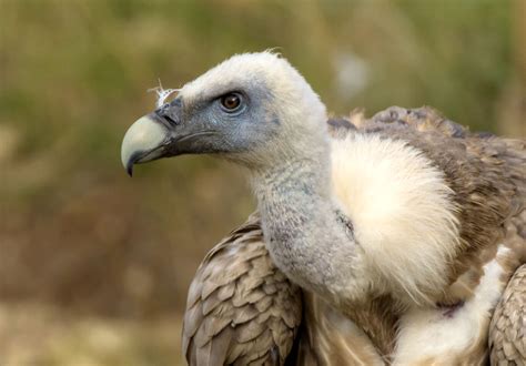  Vautour: Quel Rapacité de la Nature dans les Cieux Bleus?